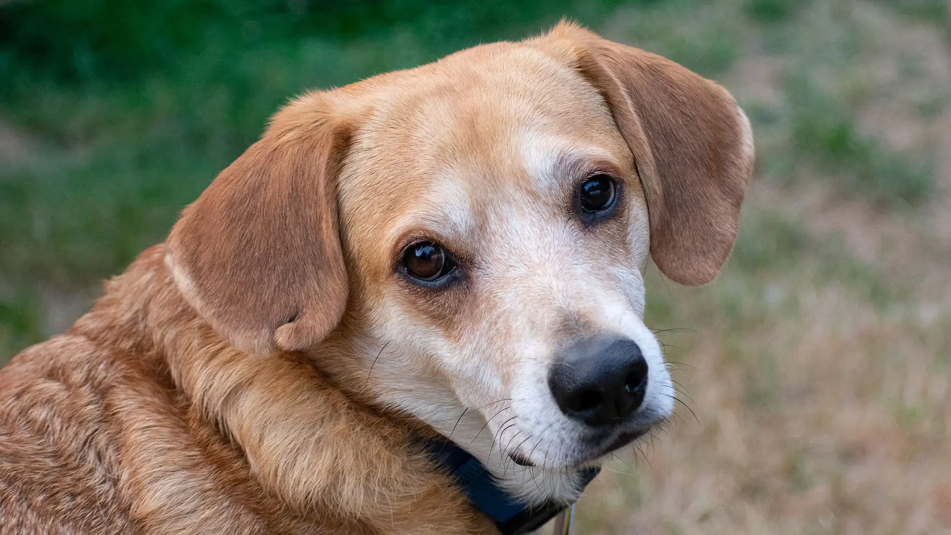 PAWS Crypto-Giving-Dog PAWS Crypto-Giving-Dog